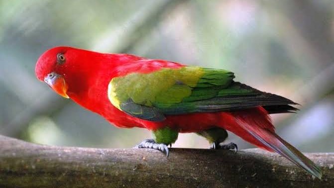 Hikayat Bayan Budiman Syafrizal Sahrun