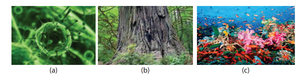 Apa sajakah yang dapat dijadikan sebagai Objek Pengamatan