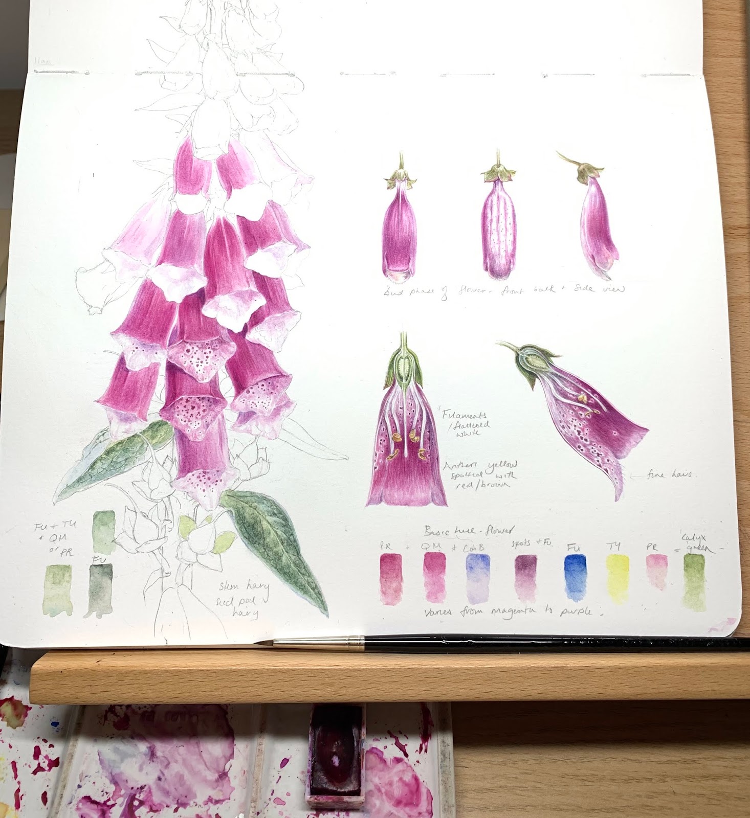 Dianne Sutherland Beginning in Botanical Art and illustration