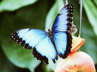 Blue butterfly (Public domain photo)
