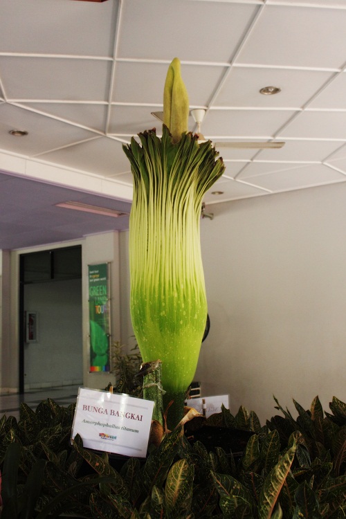 Get to know the Amorphophallus Titanum Plant for Home Gardens - TUKANG ...