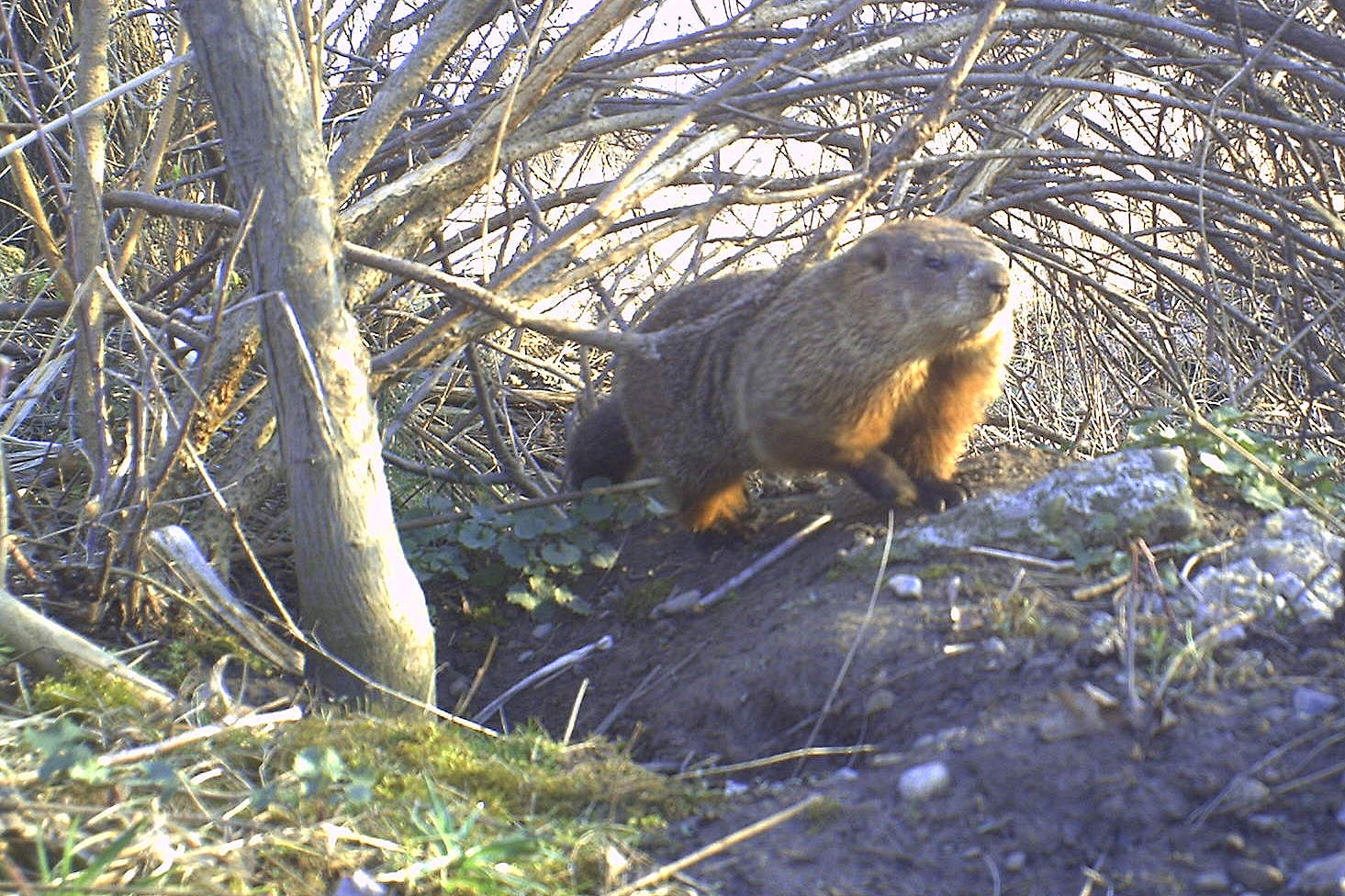 Backyard Beasts Woodchucks in love