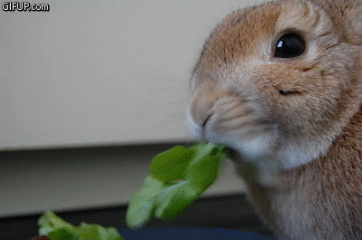 bunny-eating-leaf.gif