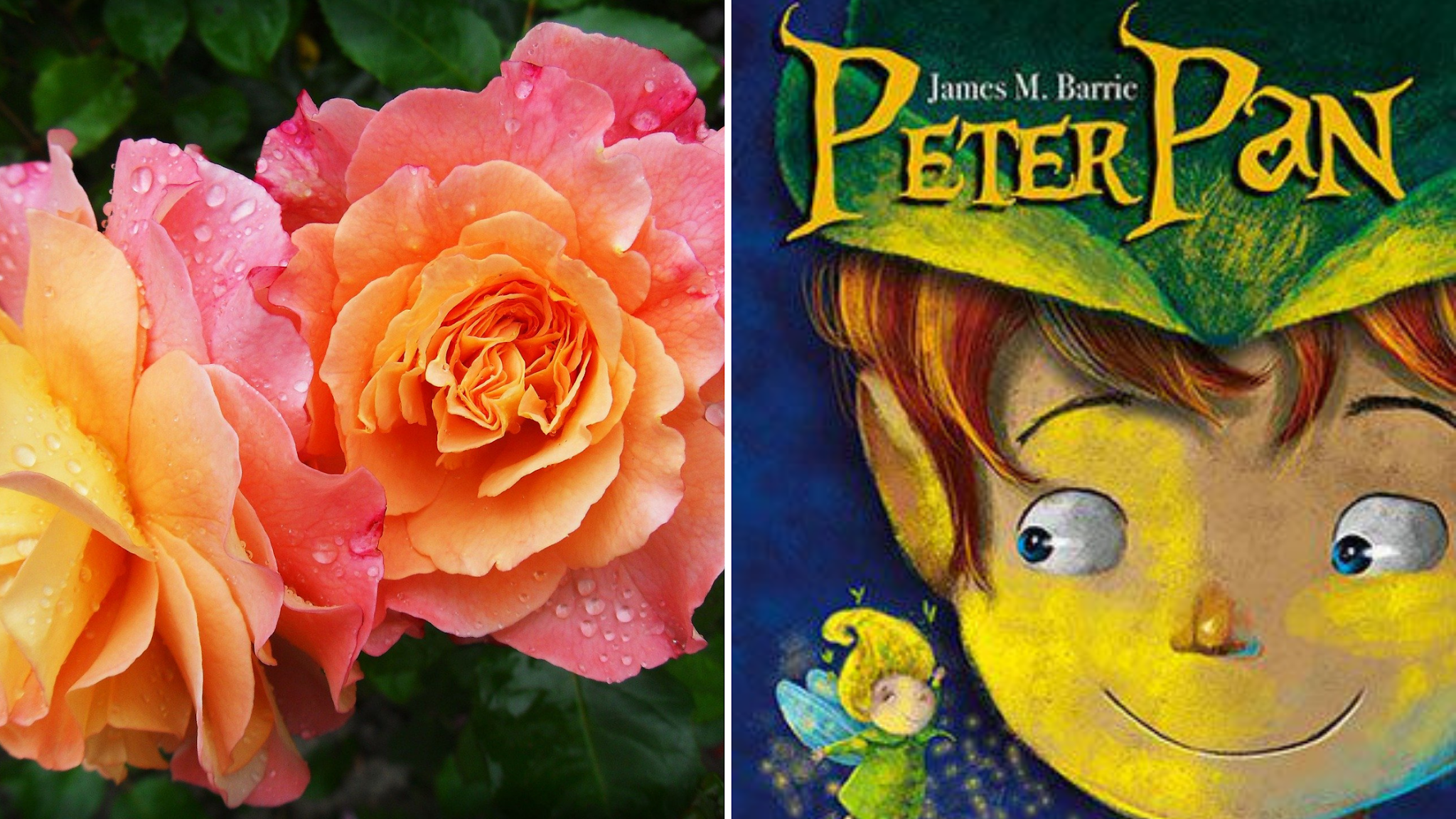 Jardim Literário | Rosa | Peter Pan Jardim Literário | Rosa | Peter Pan