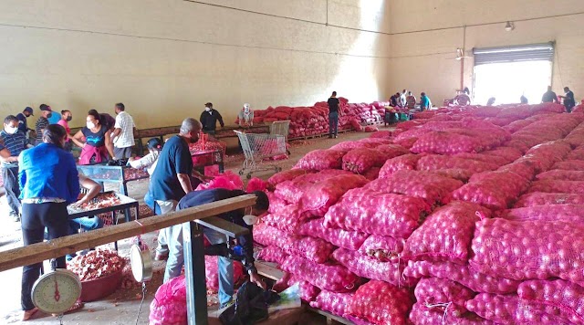  Inespre vende más de 6 mil quintales de cebolla a 10 pesos la libra 