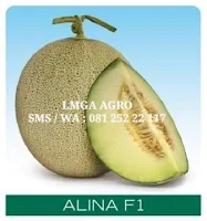 benih melon alina f1, menanam melon alina f1, melon alina cap panah merah, lmga agro