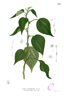 Pipturus arborescens
