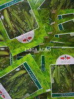 manfaat terong, terung, jual benih terong, menanam terong, toko pertanian online, lmga agro