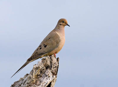 Photo of Mourning Dove on tree stump