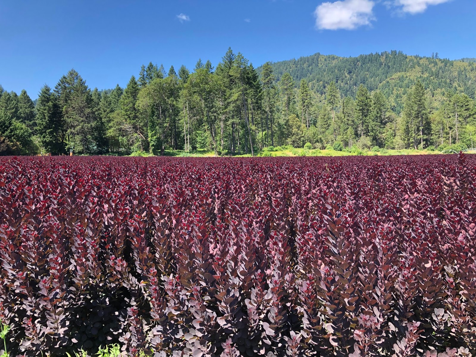 Danger Garden Juniperus Conferta Blue Pacific Is My Favorite