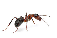 Where there's one ant, there are many more nearby. A closeup of an ant