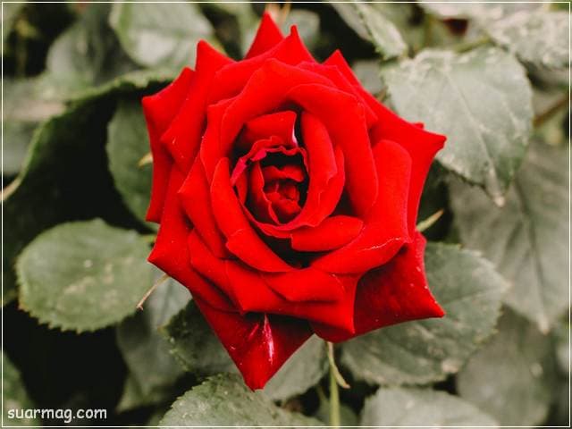 ورد احمر طبيعي 4 | Natural red roses 4