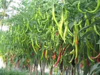 cara menanam cabe di rumah, manfaat cabe, cabe rawit, jual benih cabe hibrida, toko pertanian, toko online, lmga agro