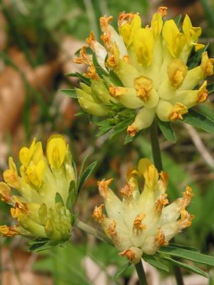 Основні властивості заячої конюшини