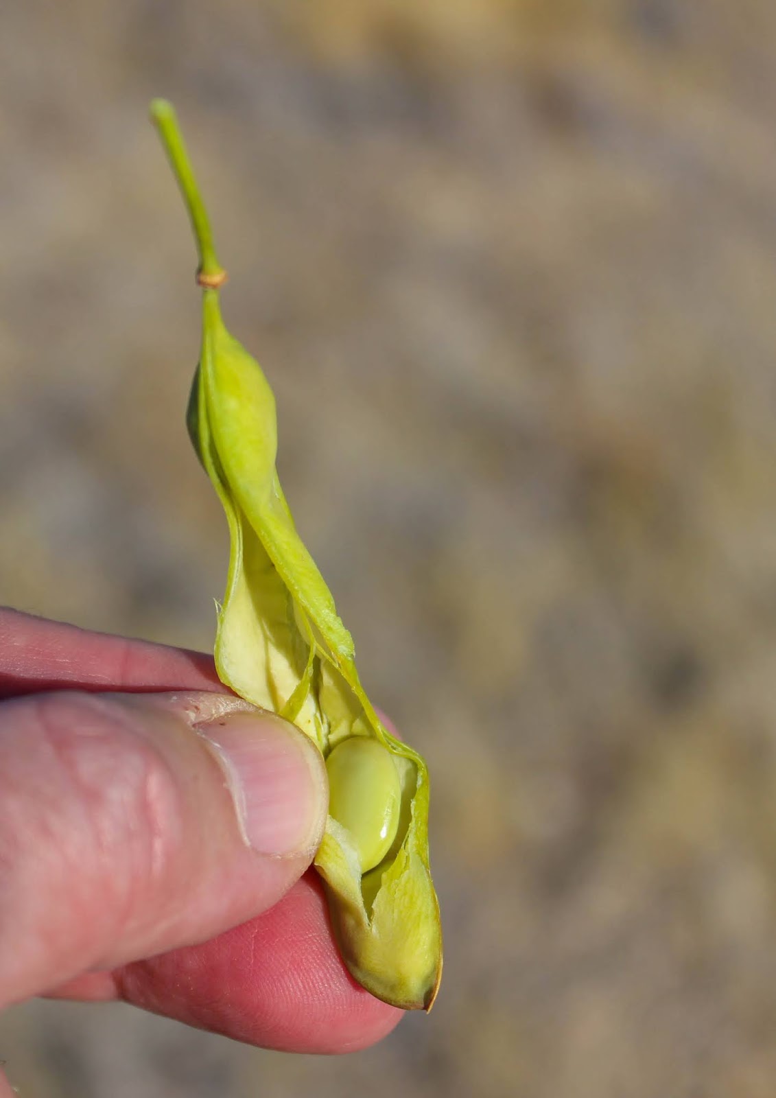 Cannundrums Channeling Euell Gibbons Palo Verde, Mesquite and