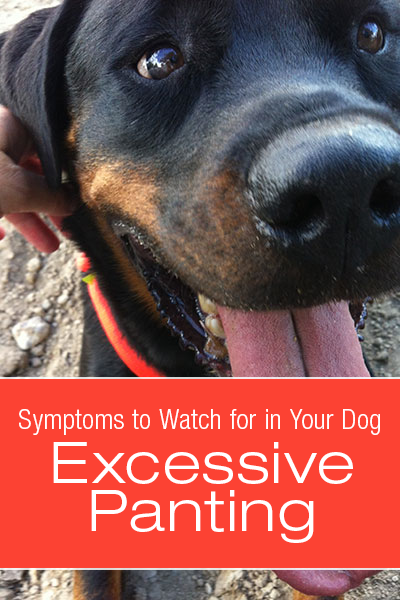 Symptoms to Watch for in Your Dog: Excessive Panting