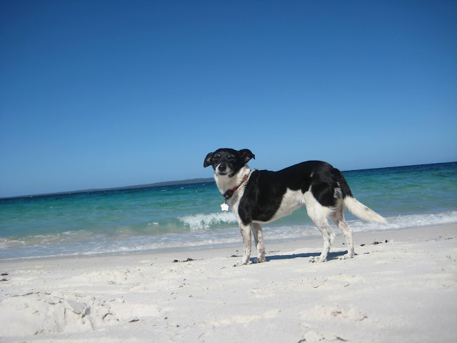 nearest dog friendly beach to me