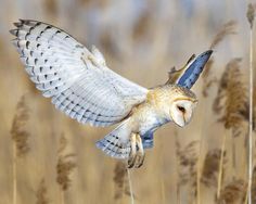 owl images