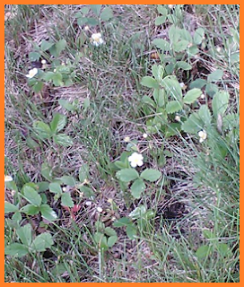 A small patch of wild strawberries poking through grass.  They're only slightly taller than the grass blades.