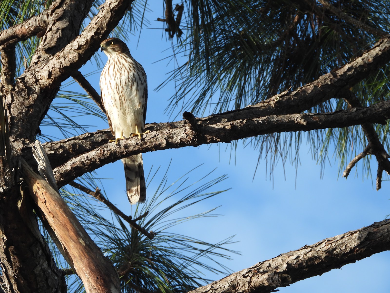 Bird & Travel Photos, Birding Sites, Bird Information JUVENILE COOPER