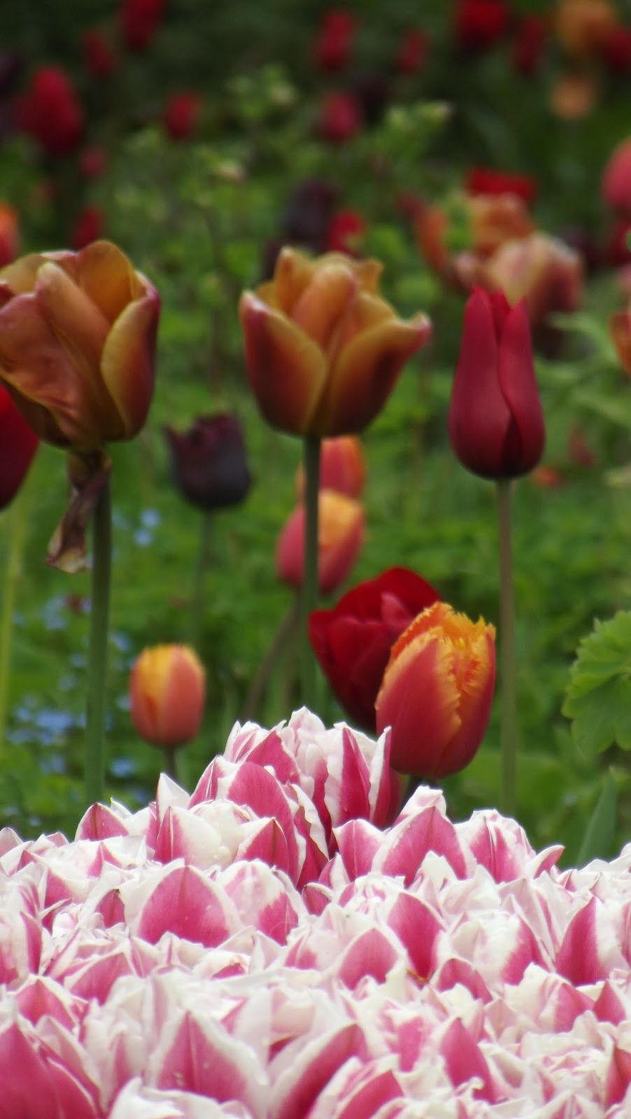Rosas São Vermelhas Violetas São Azuis Cantada