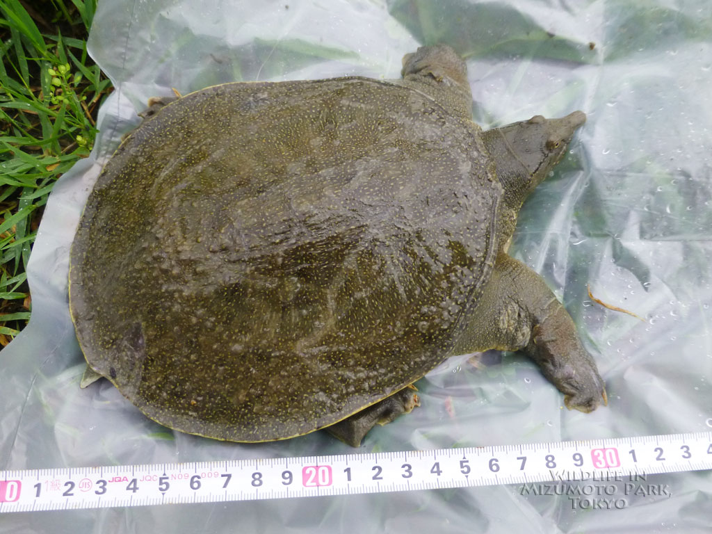 スッポン: 種のプロフィール