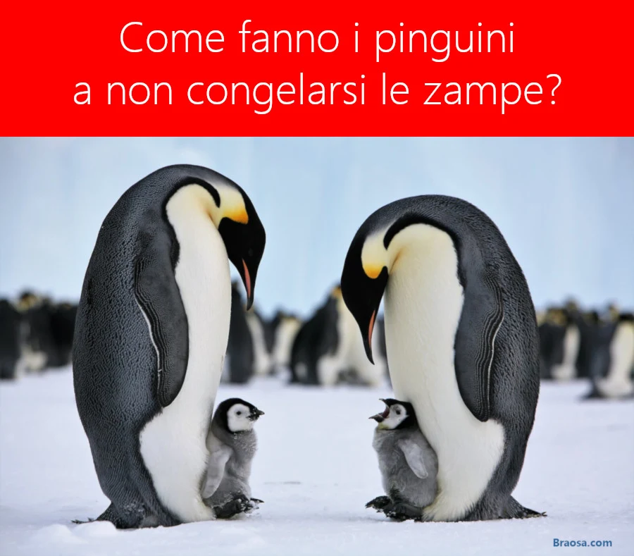 Perchè ai pinguini non congelano le zampe nonostante il freddo?