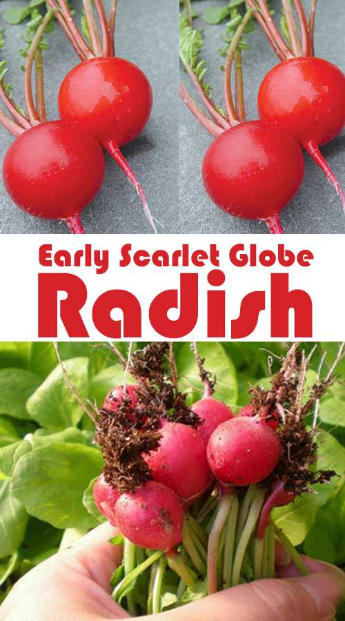 How to Grow and When to Harvest Radishes, Planting Radish Everything