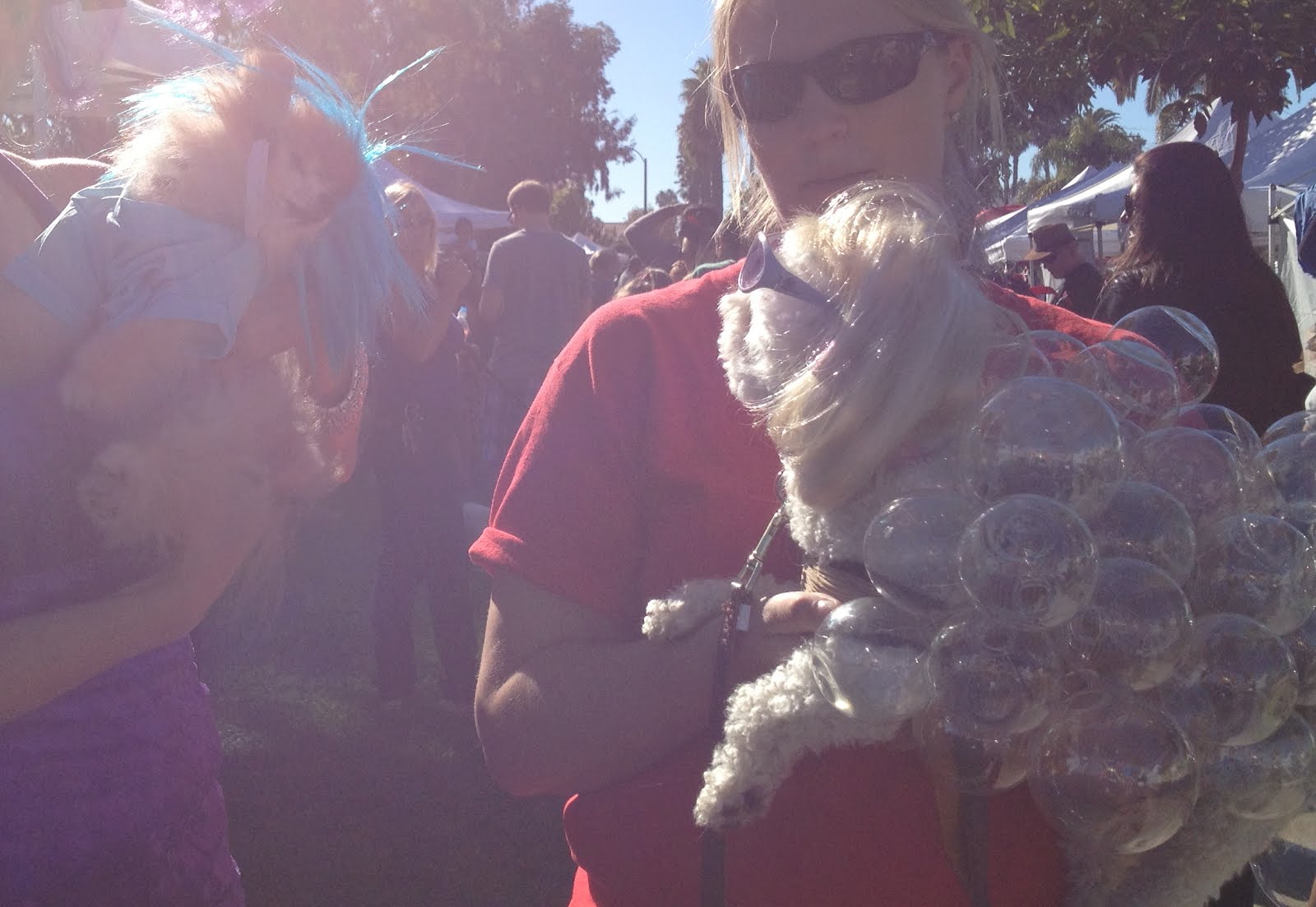 DOGGIE CELEBRITIES Jack Meets Lady Gaga, Liberace, Elvis, Bob Marley