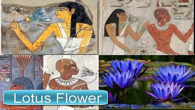 Ancient Egyptian Blue Lotus