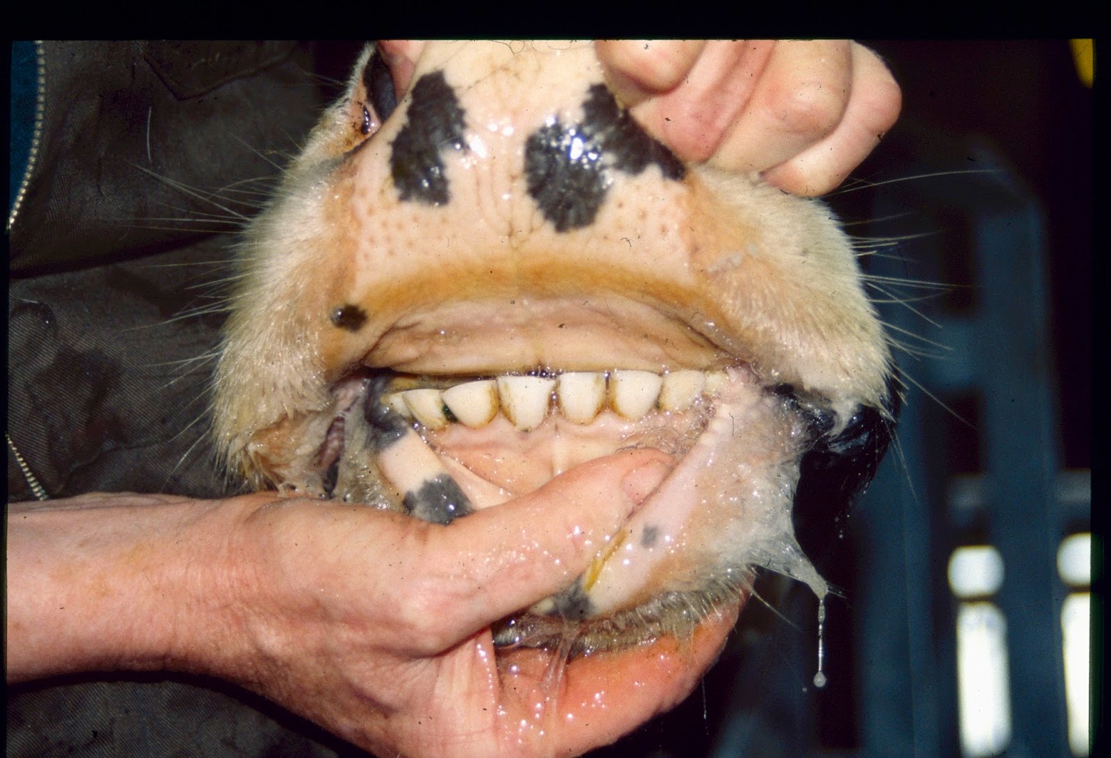 Woolshed 1: Grazing problems with cows’ teeth cows mouth diagram 