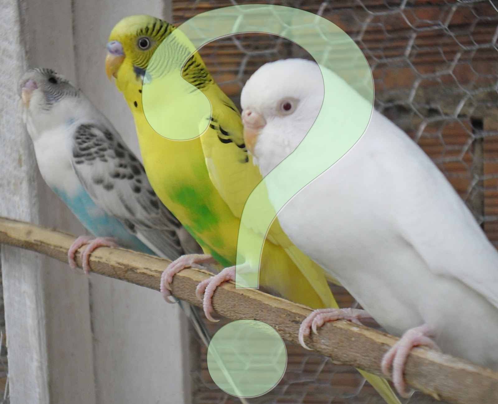 Periquito Australiano Tudo Sobre Periquitos Esta Aqui Comentario Perguntas E Respostas