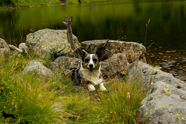 mały staw śnieżka z psem