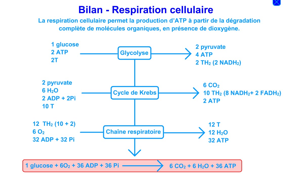 RESPIRATION CELLULAIRE, FERMENTATIONS ET PRODUCTION D