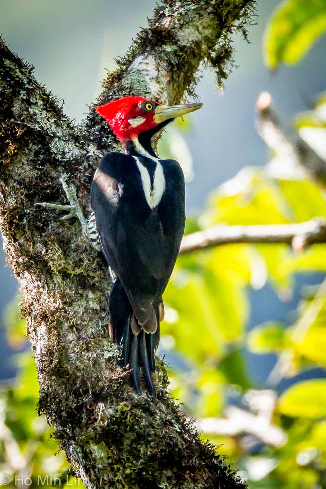 Birds and animals: Crimson Crested Woodpecker