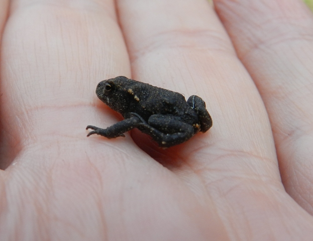Fauna De Tineo Y Salas Peque os Sapitos