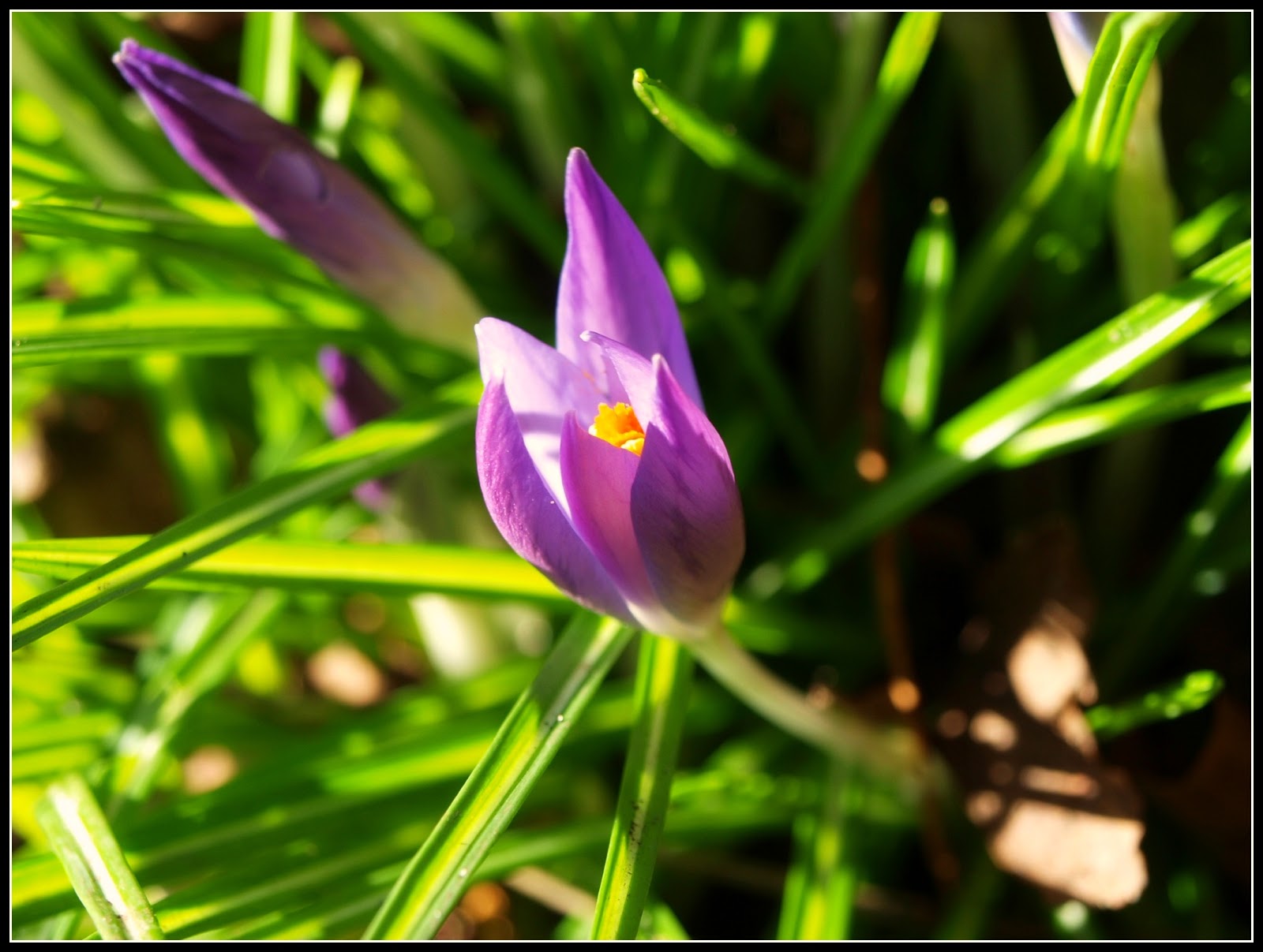 Mark's Veg Plot: Crocus