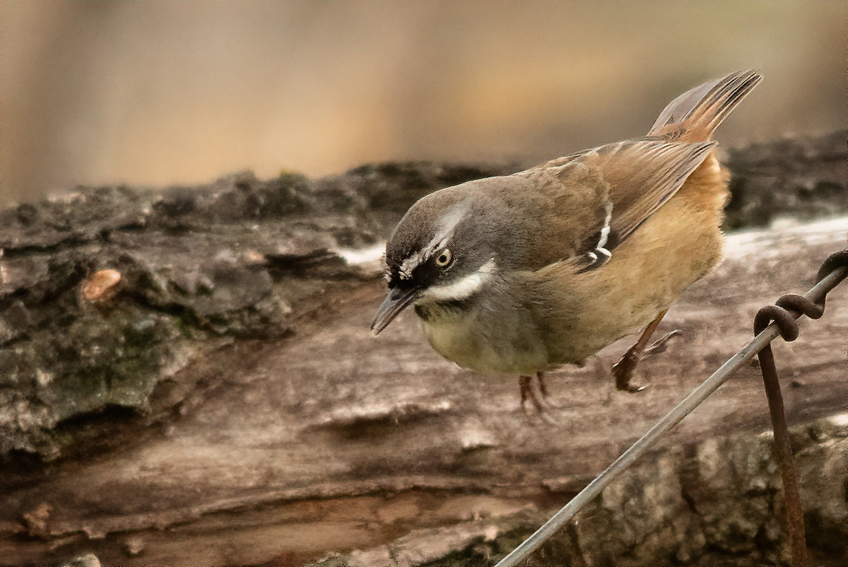 Whitebrowed Scrubwren Sericornis frontalis