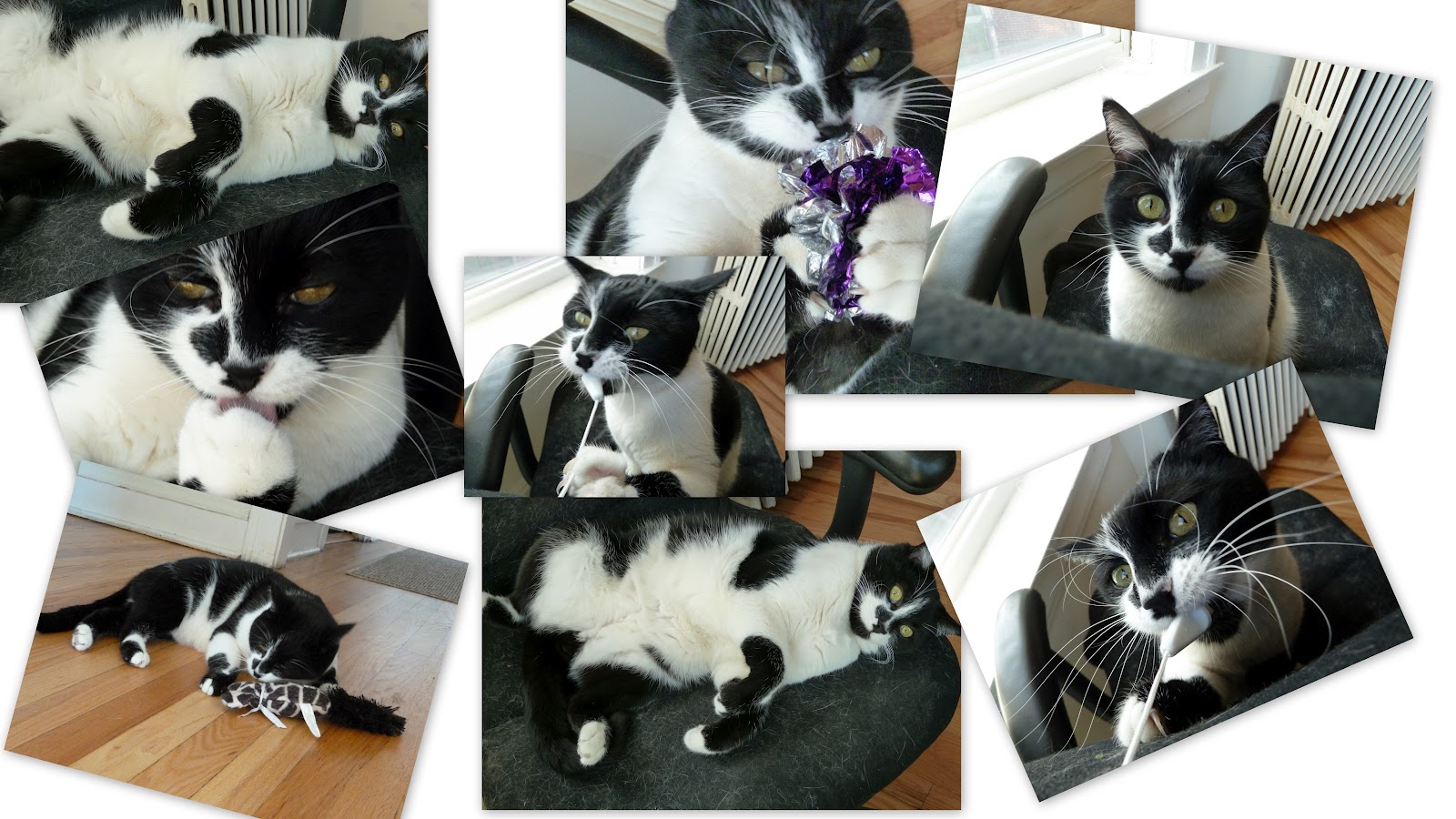 Bezgin Kedinin Gezgin Sahipleri Bir Canavar Yaratmak