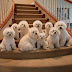 12 Reasons Why You Should Never Own Bichon Frises