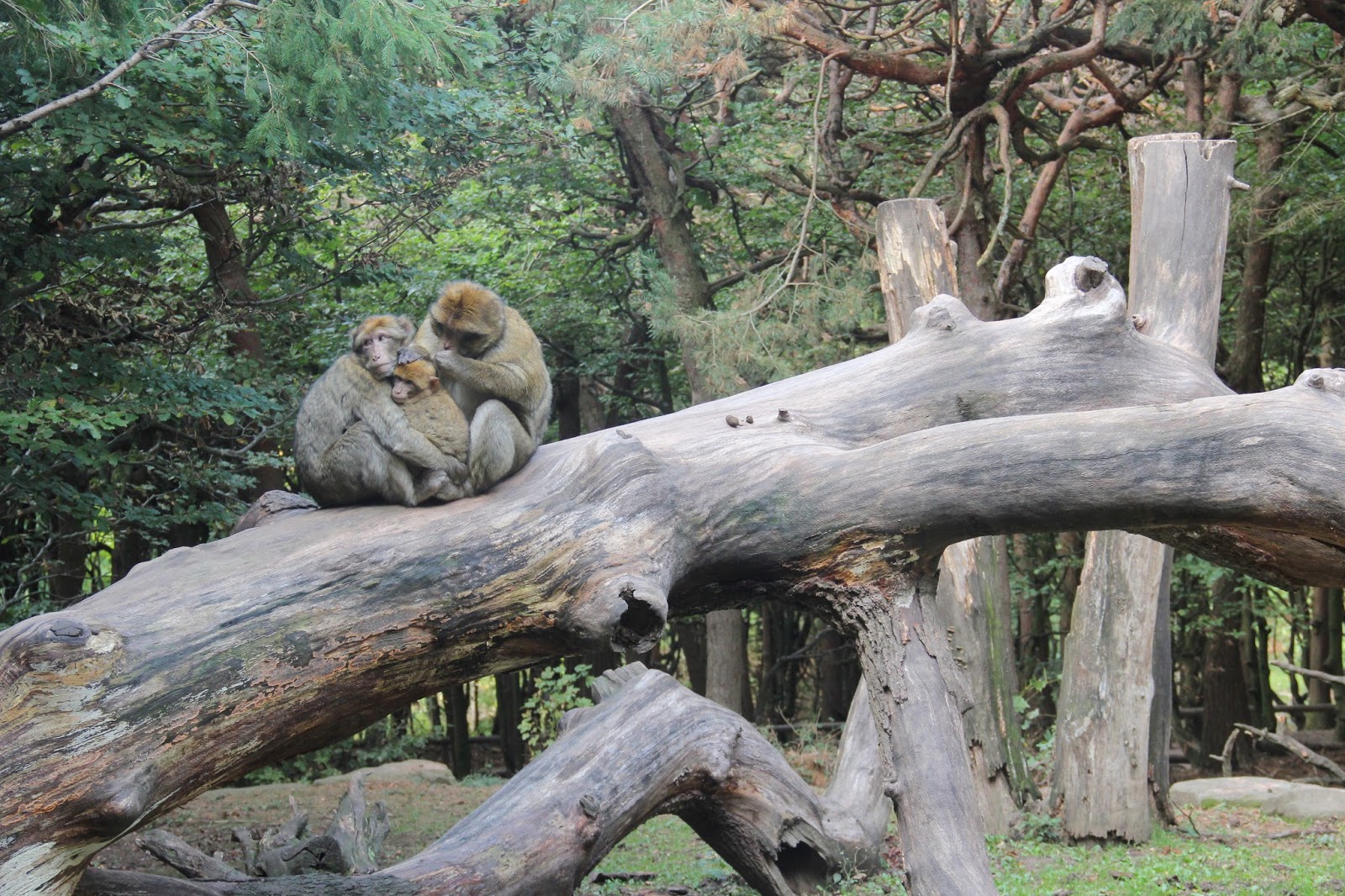 Larson Life Monkey Mountain and Colmar, France