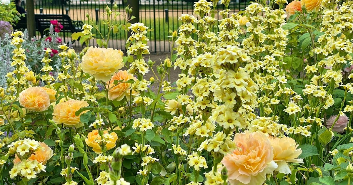 Nature Speaks Queen of flowers