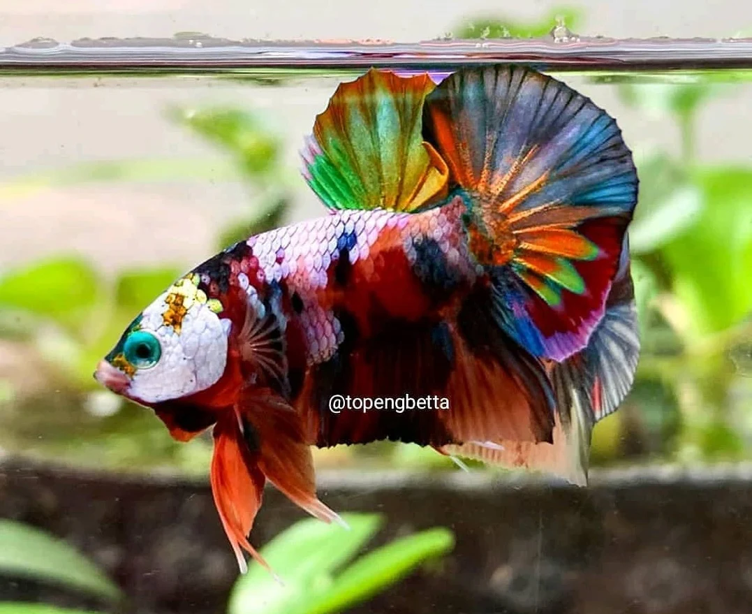 Ikan Cupang Multicolor - Multicolor Betta - Ikanhiasku.net