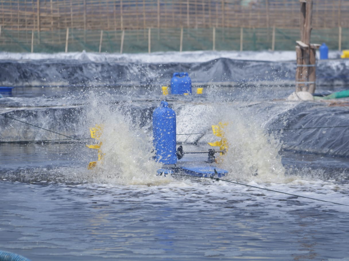 KKP Dorong Pengembangan Budidaya Tambak Udang Vaname