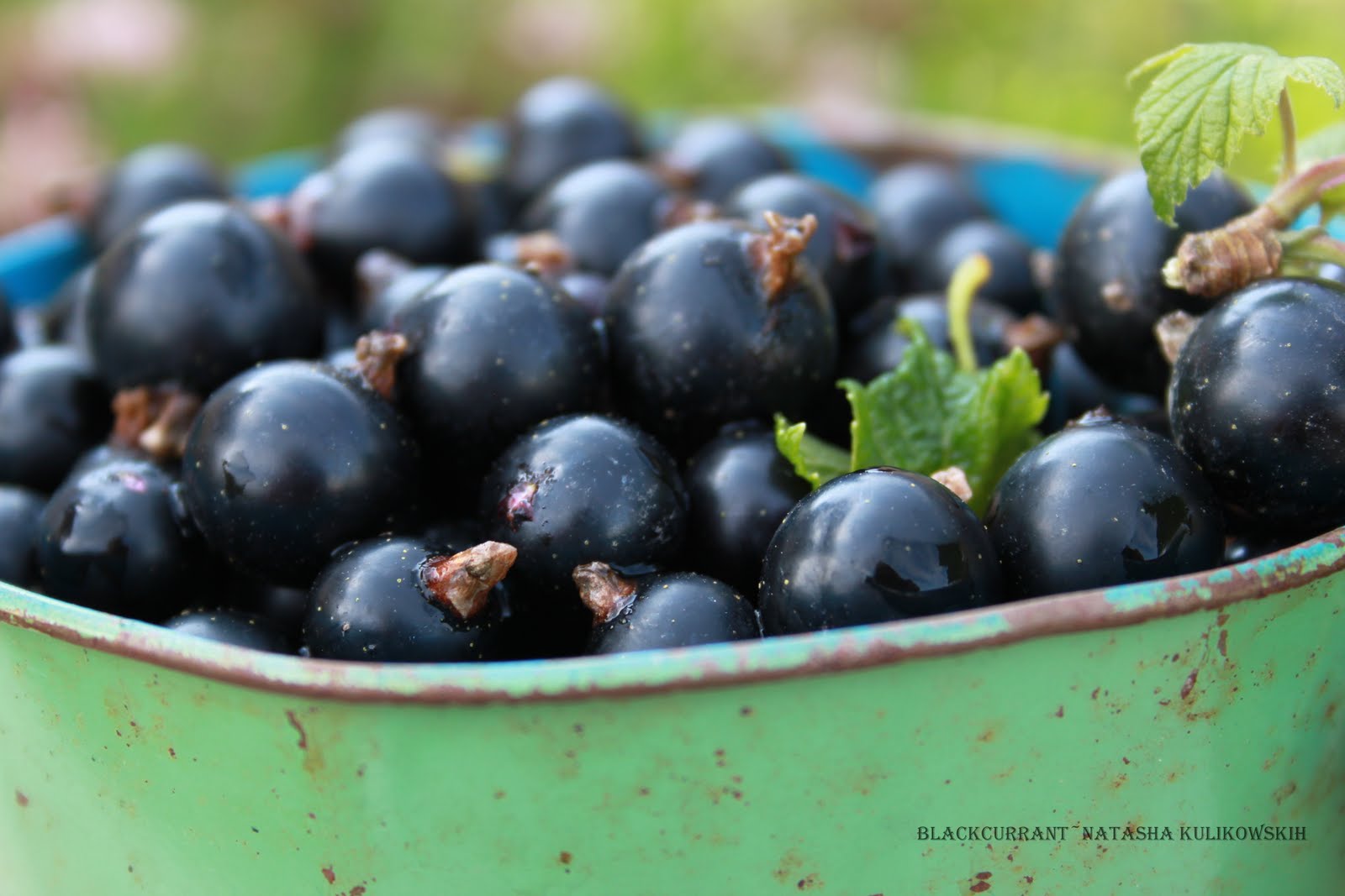 маленькая клубника. приснилась черная смородина. смородина красная. черника тютчевка. черешня во сне.