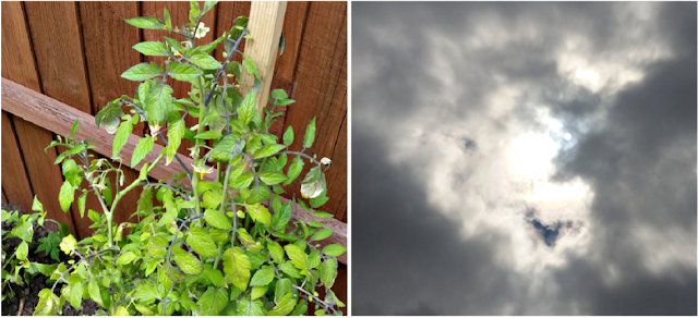 Tomato plant and the sun peeking through the clouds