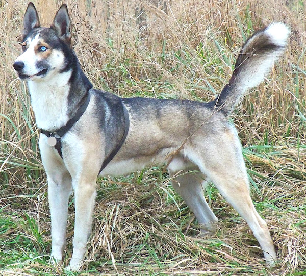 can a alaskan husky live in greenland