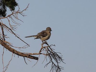 , Mesquite Hugger: A few old friends and a new bird digs