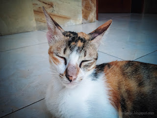 Three Color Mother Cat Feels Sleepy On The House Floor North Bali Indonesia