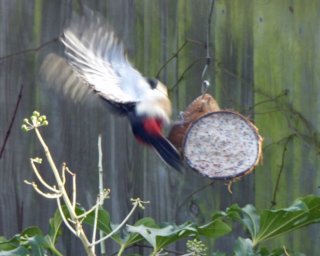 Wild and Wonderful: RSPB Big Garden Birdwatch 2016 - Results
